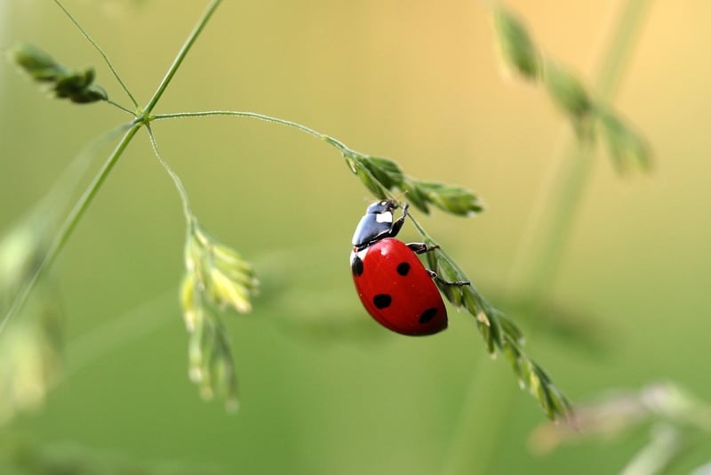 Ladybug in Garden
